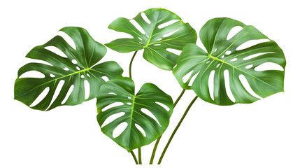 Wall Mural - monstera leaves, vibrant green, on a white isolate background. transparent background