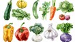 © Pat J. - Hand drawn watercolor fresh vegetables and herbs collection on white background