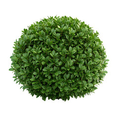 Wall Mural - lush green bush, ideal for landscape design, white isolated background. transparent background