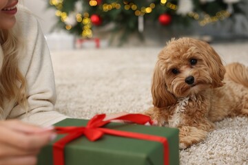 Sticker - Woman opening Christmas gift and cute Maltipoo dog indoors, closeup