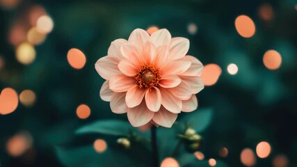 Wall Mural - The pink dahlia flower stands out beautifully, enhanced by soft bokeh lights creating a magical atmosphere around it