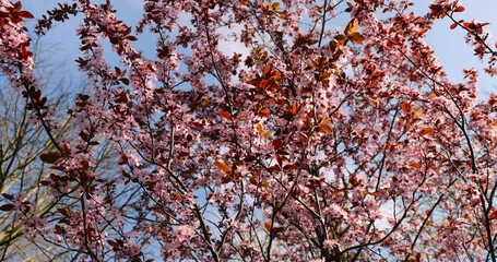 Wall Mural - beautiful fruit trees blooming with red flowers in the garden, beautiful red inflorescences of trees on a blue sky background