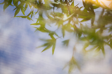 Wall Mural - leaves in the morning light. abstract nature background with copy space.