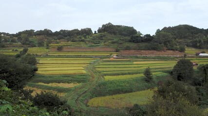 Wall Mural - 実りを付けた明日香村の田園風景