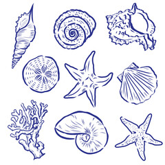 line drawing of set of seashells and starfishes coral and in simple linear style. for pattern design