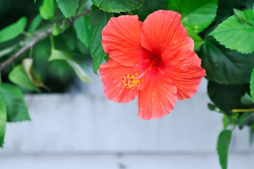 Chinese rose or Hibiscus or Hibiscus rosa sinensis or Hibisceae or Malvaceae , red hibiscus flower