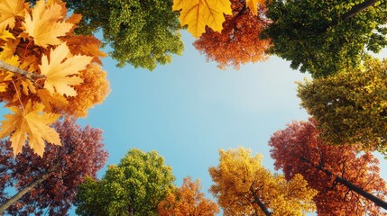 Poster - Autumn Canopy  Colorful Trees  Sky View  Nature Background