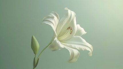 A delicate white lily flower isolated on a pale green background.