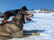 © Daniel - Huskies taking a break during sledding