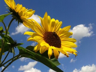 sunflower against blue sky