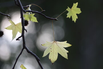 branch of oriental sweetgum tree (Liquidambar orientalis) on dark background