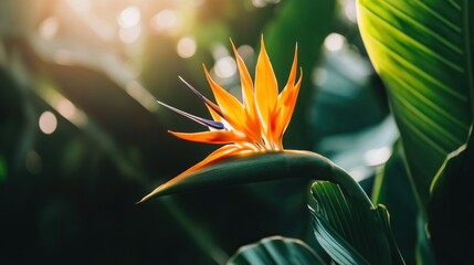 Bird of Paradise Flower in a Tropical Garden