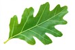 © khalid_spk - Green oak leaf isolated on a white background