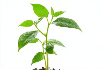 Green plant on a white background