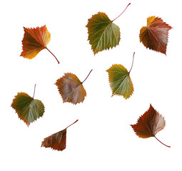 Autumn set. Birch tree branch and leaves isolated on white background. Element for collage or seasonal design, cards, invitations.