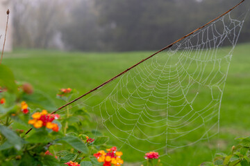 Spider web