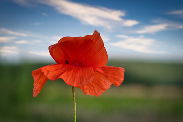 Corn poppy in a summer meadow with red petals. Wildflower from nature. Red splashes