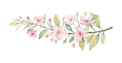 Spring branch of blossom cherry tree with leaves hand-drawn watercolor illustration 
