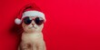 © Corri Seizinger - Merry Christmas concept holiday vacation winter animal pet greeting card - Cool santa claus cat with sunglasses and santa hat, isolated on red background