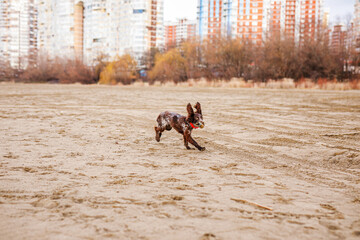 Happy Brown Springer Spaniel Playing by the River, running with funny ears