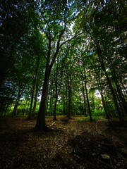 Wall Mural - path in the forest