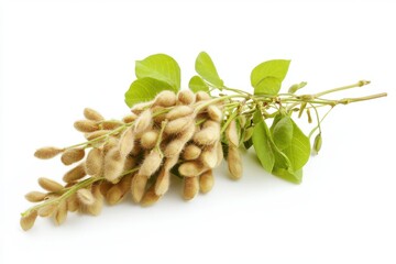 Fresh harvested soybean edamame plant isolated on white background