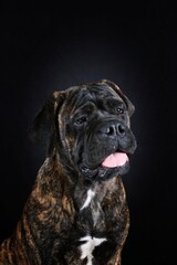 adult bullmastiff face. portrait of guard dog on black background 