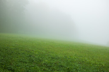 Thick morning for on green hill and forest trees in the background just before sunrise, no people