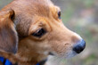 © Vera Aksionava - This is a closeup image of a brown dog with a blue collar on its neck