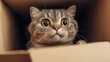 © Tatiana Sdvyzer - Adorable gray tabby cat peeking out from small cardboard box, curious feline with big eyes, cute pet exploring its surroundings, cozy home setting