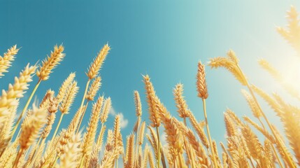 Canvas Print - Golden Wheat Field Under Clear Blue Sky