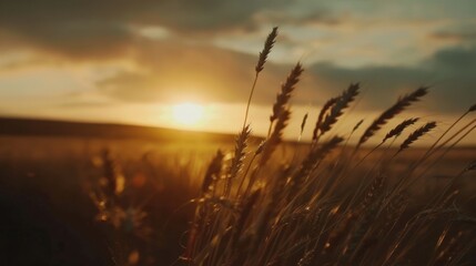 Canvas Print - Golden Wheat Fields Under a Sunset Sky