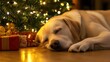© Oksana - Labrador snoozing by twinkling Christmas lights