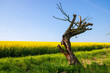 © patrick - Dead tree in front of a rapeseed field