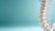 © tuiphotoengineer - Detailed 3D Mockup of Human Spine Anatomy on Light Blue Background with Ample Copy Space Emphasizing Medical Education and Technology