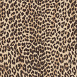 © Sketch - leopard skin texture background, modern fashionable print