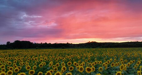 Wall Mural - sunset over the sunflowers field - aerial view