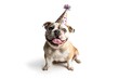 © Sergio - Adorable bulldog wearing a colorful party hat, sitting with tongue out, isolated on white background, celebrating in a festive mood