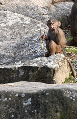 Wall Mural - A barbery macaque sitting on thr rock