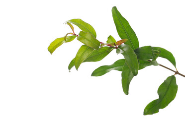 young green pomegranate branch isolated on white