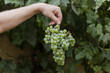 © Ana - Hand of a caucasian man holding a bunch of green grapes just picked from a vine. Organic, bio, healthy lifestyle and abundance of nature concept. Horizontal photography with copy-space.