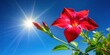 © suchetpong - Single red blossom of a dipladenia flower against the blue sky and the sun seen from below