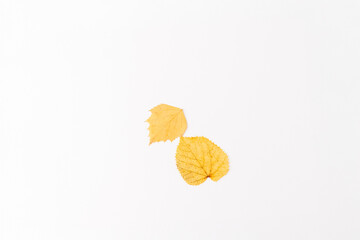 two yellow autumn leaves top view on white background, step in creative process of making flat lay composition, DIY, art project for kids,