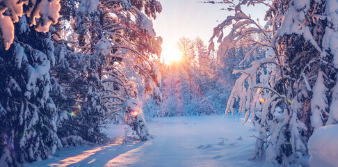 Wall Mural - View of the snowy forest in wintertime.