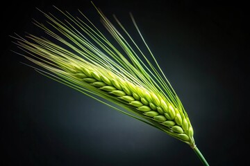 Wall Mural - Stalk of green barley and beard isolated on dark background