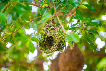 bird nest in the tree