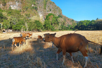 A group of cows in the middle of dry rice fields