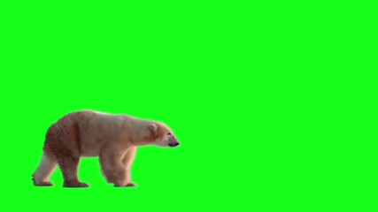 polar bear walking on green screen