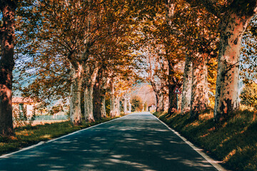 Wall Mural - Scenic road winding through a colorful autumn forest in Italy