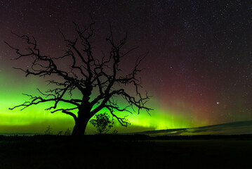 Aurora borealis, The Northern lights at Ventspils, Latvia.